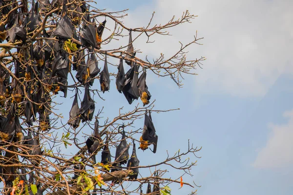 Yakın plan Mariana meyve yarasası (Pteropus mariannus) Sri Lanka 'da mavi gökyüzü arka planında asılı duruyor. vahşi hayvan konsepti.