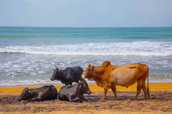 stock image Cows on beach Sri Lanka