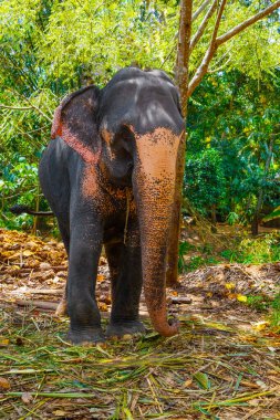 Belirli ten rengine sahip büyük Asya fili, pembe arka planda küçük gri noktalar, çiller gibi. Park 'ta eğitilmiş fil Sri Lanka.