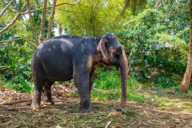Belirli ten rengine sahip büyük Asya fili, pembe arka planda küçük gri noktalar, çiller gibi. Park 'ta eğitilmiş fil Sri Lanka.