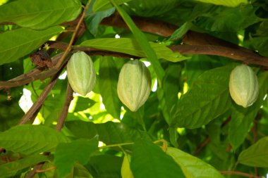 Yeşil kakao kabukları ağaçta yetişir. (Theobroma kakao) Sri Lanka 'daki meyve bahçesi ile