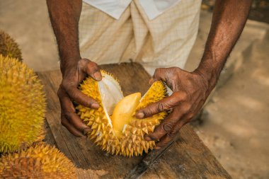 Olgun sarı durian meyveleri ahşap tezgahın üzerinde katlanmış satılıktır. Sri Lanka 'nın geleneksel meyveleri. Erkek elleri olgun durian meyvesini ikiye bölüyor.