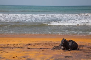 İnekler sahilde Sri Lanka