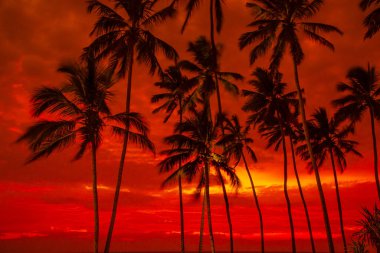 Sri Lanka 'daki Hint Okyanusu' nun üzerinde palmiye siluetleri olan çarpıcı derecede güzel, kırmızı, dramatik bir gün batımı. güzel fotoğraf duvar kağıdı ve doğal arkaplan