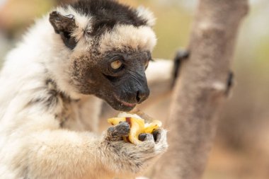 Kirindy Park 'ta Verreaux' nun sifakası. Madagaskar Adası faunasında siyah kafalı beyaz sifaka. Büyük gözlü sevimli ve meraklı bir primat.