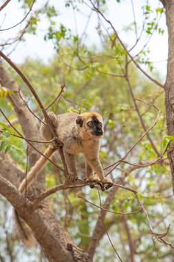 Kahverengi lemurlu (Eulemur fulvus) turuncu gözlü. Madagaskar 'daki doğal yaşam ortamında ağaç gövdesinde nesli tükenmekte olan bir hayvan. Şirin ortak komik primat.