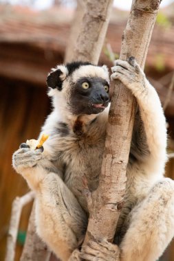 Kirindy Park 'ta Verreaux' nun sifakası. Madagaskar Adası faunasında siyah kafalı beyaz sifaka. Büyük gözlü sevimli ve meraklı bir primat.