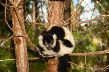Siyah ve beyaz yakutlu lemur doğal habitatı Madagaskar 'da. Şirin, tüylü, parlak primat yakın plan. Vary varecia variegata, endemik