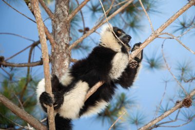 Siyah ve beyaz yakutlu lemur doğal habitatı Madagaskar 'da. Şirin, tüylü, parlak primat yakın plan. Vary varecia variegata, endemik