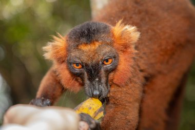 Kırmızı lemur (Eulemur Coronatus), Madagaskar 'dan gelen endemik bir hayvan. Palmarium Park Oteli. seçici odak sevimli canlı kırmızı hayvan siyah ve kırmızı desenli kafa ve turuncu gözler