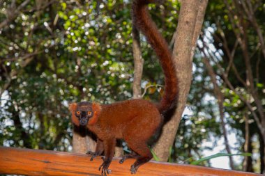 Kırmızı yakutlu bir lemur Varecia yakutu güneşte tünemiş, dinleniyor ve dinleniyordu. Bunlar Masoala, Madagaskar yağmur ormanlarına özgüdür.