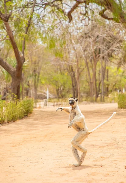 stock image Verreaux's sifaka in Kirindy park. White sifaka with dark head on Madagascar island fauna. cute and curious primate with big eyes . Famous sifaka dansing.