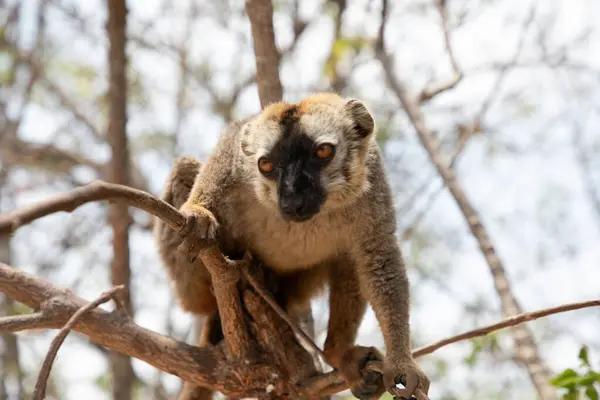 Kahverengi lemurlu (Eulemur fulvus) turuncu gözlü. Madagaskar 'daki doğal yaşam ortamında ağaç gövdesinde nesli tükenmekte olan bir hayvan. Şirin ortak komik primat.