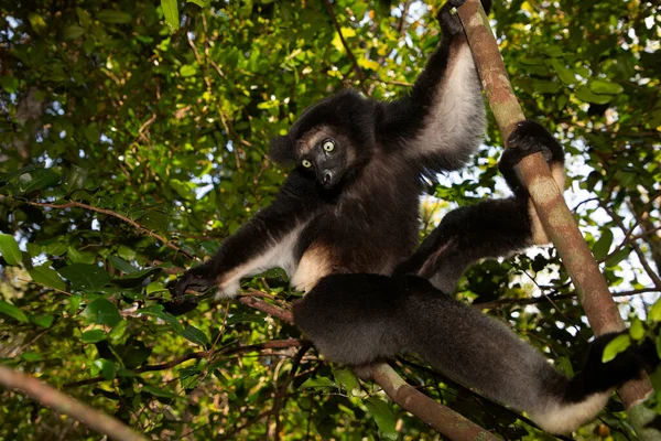 Lemur Indri indri, babakoto Madagaskar 'dan en büyük siyah beyaz lemur. Arkadan ışıklandırılmış yağmur ormanı arka planı, yakın plan, seçici odaklı delici mavi gözlü sevimli hayvan. Palmarium Park Oteli