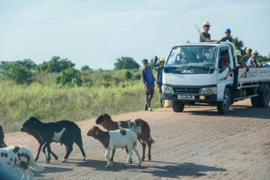 Antsirabe, Madagaskar 19 Ekim 2023. Morondava 'dan Antsirabe' ye boş otlaklar ve Madagaskar 'ın ortasındaki köy boyunca. Yoldaki keçi sürüsü
