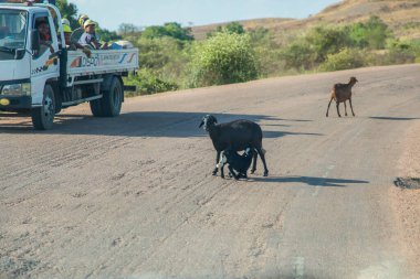 Antsirabe, Madagaskar 19 Ekim 2023. Morondava 'dan Antsirabe' ye boş otlaklar ve Madagaskar 'ın ortasındaki köy boyunca. Yoldaki keçi sürüsü