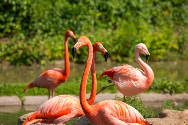 Suyun içinde yeşil otlarla yürüyen güzel Amerikan flamingoları. Canlı doğal bir geçmişi var. seyahat ve kuşlar hayvanat bahçesi konsepti