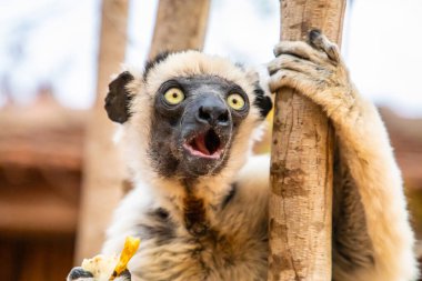 Muz yiyen Sifaka lemur (Propithecus verreauxi) portresi, Madagaskar doğası. parlak hayvan arkaplanı