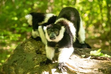Siyah beyaz yakalı Lemur şirin bir hayvan. Canlı bir doğa geçmişi var. Berlin Hayvanat Bahçesi 'nde nadir görülen bir koruma ve bakım konsepti