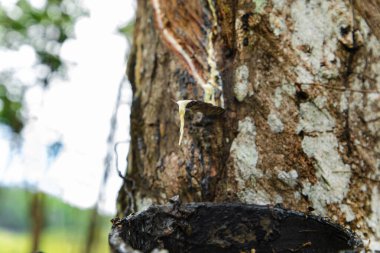 Sri Lanka 'daki Büyüleyici Kauçuk Ağacı Korusu. Sıra sıra kauçuk ağaçlar mesafeye kadar uzanıyor ve nefes kesici doğal manzarayı ortaya çıkarıyor. Ağaç özellikle kauçuk toplamak için, kova ise bitki özü toplamak için kesilmiş.