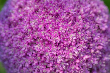 Karışık renkli çiçekler, doğa arka planı. Karışık arkaplanın canlı renkleri. Bahçede büyüyen parlak bir bitki. Yakın plan. Ev Bahçıvanlığı kavramı