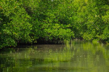 Orman ya da mangal olarak adlandırılan mangrov biyomu, Sri Lanka Gölü 'ndeki tahrip edici kıyı ortamları ile karakterize edilen farklı saline ormanlık ya da çalılık yaşam alanıdır.