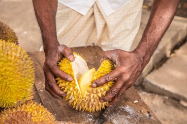 Olgun sarı durian meyveleri ahşap tezgahın üzerinde katlanmış satılıktır. Sri Lanka 'nın geleneksel meyveleri. Erkek elleri olgun durian meyvesini ikiye bölüyor.