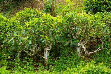 Sri Lanka 'daki yüksek dağ çay tarlası. Olgun yeşil yapraklar çalıların üzerinde, hasat için hazır. Bu tür çaylar özellikle değerli ve lezzetli olur.