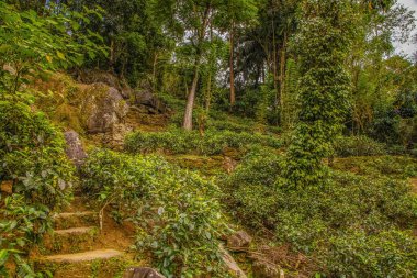 Sri Lanka 'daki yüksek dağ çay tarlası. Olgun yeşil yapraklar çalıların üzerinde, hasat için hazır. Bu tür çaylar özellikle değerli ve lezzetli olur.