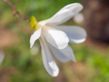 Karışık renkli çiçekler, doğa arka planı. Canlı, karışık bir fon. Bahçede büyüyen parlak. Yakın plan. Baharın başında canlı çiçekler. Evde bahçıvanlık hobisi