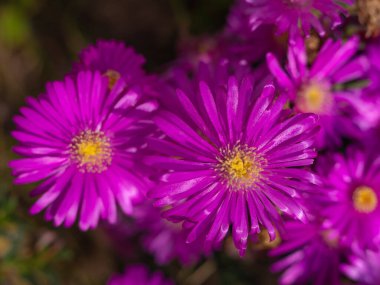 Karışık renkli çiçekler, doğa arka planı. Canlı, karışık bir fon. Bahçede büyüyen parlak. Yakın plan. Baharın başında canlı çiçekler. Evde bahçıvanlık hobisi
