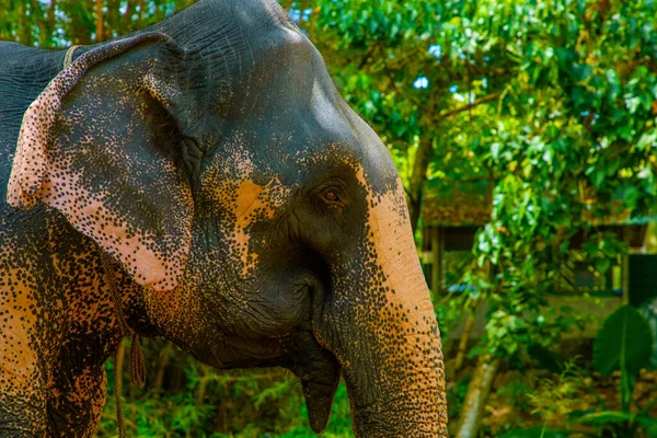 Belirli ten rengine sahip büyük Asya fili, pembe arka planda küçük gri noktalar, çiller gibi. Park 'ta eğitilmiş fil Sri Lanka.