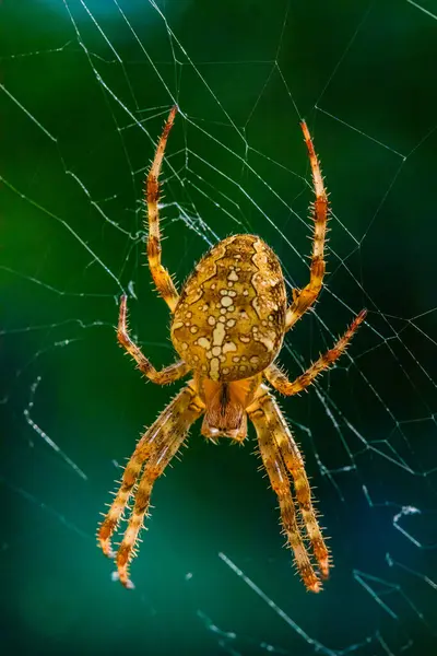 Kıllı turuncu örümceğin portresi (Avrupa bahçe örümceği veya çapraz örümceği veya çapraz örümceği veya diyabet örümceği, Araneus diadematus) büyük, parlak bir female.net merkezindedir..