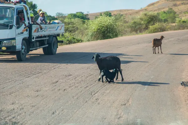 Antsirabe, Madagaskar 19 Ekim 2023. Morondava 'dan Antsirabe' ye boş otlaklar ve Madagaskar 'ın ortasındaki köy boyunca. Yoldaki keçi sürüsü