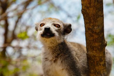 Madagaskar 'da doğal ortamında taçlandırılmış yetişkin bir dişi lemurun portresi. Şirin, küçük, gri bir hayvan yerde oturuyor ve bakıyor.