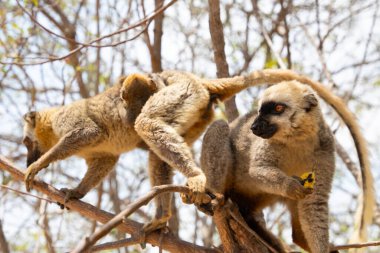 Kahverengi lemurlu (Eulemur fulvus) turuncu gözlü. Madagaskar 'daki doğal yaşam ortamında ağaç gövdesinde nesli tükenmekte olan bir hayvan. Şirin ortak komik primat.