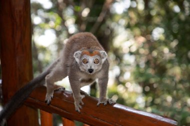 Taç giymiş lemur (Eulemur Coronatus), Madagaskar 'dan gelen endemik hayvan. Palmarium Park Oteli. Seçici odak noktası kafasında kırmızı desenli sevimli, komik gri bir hayvan..