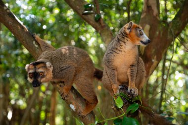 Taç giymiş lemur (Eulemur Coronatus), Madagaskar 'dan gelen endemik hayvan. Palmarium Park Oteli. Seçici odak noktası kafasında kırmızı desenli sevimli, komik gri bir hayvan..