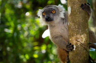Madagaskar 'dan gri lemur Eulemur' a özgü bir hayvan. Palmarium Park Oteli. seçici odak sevimli canlı kırmızı hayvan siyah ve kırmızı desenli kafa ve turuncu gözler