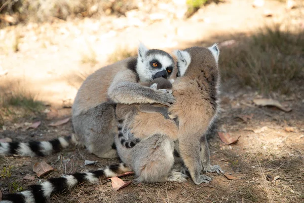 Halka kuyruklu gri lemur, Madagaskar özel parkında doğal ortamda. Yakından sevimli bir primat. Komik şirin küçük hayvan.