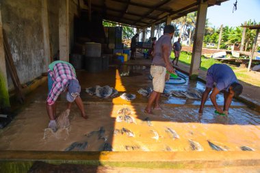 Negombo, Sri Lanka. 09 Şubat 2023 'te Sri Lanka' da küçük bir balık fabrikasında çalışan işçiler ayaklarıyla çamurlu ve kirli suda fileto balığı yıkarlar..