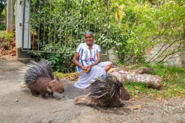 Sri Lanka 10 Şubat 2023. Sri Lankalı yaşlı bir kadın üç evcil kirpinin tasmasını tutuyor. Para için turistlerin ilgisini çeken bir fotoğraf.