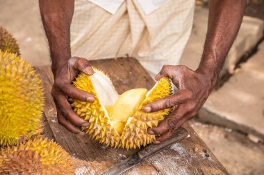 Olgun sarı durian meyveleri ahşap tezgahın üzerinde katlanmış satılıktır. Sri Lanka 'nın geleneksel meyveleri. Erkek elleri olgun durian meyvesini ikiye bölüyor.