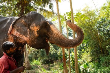 Sri Lanka 'da 10 Şubat 2023. Parlak yaz kıyafetleri giymiş genç Sri Lankalı adam gülümsüyor ve filinin yanındaki toprak yolda uzun bir palmiye ağacının yanında durup onu okşuyor..