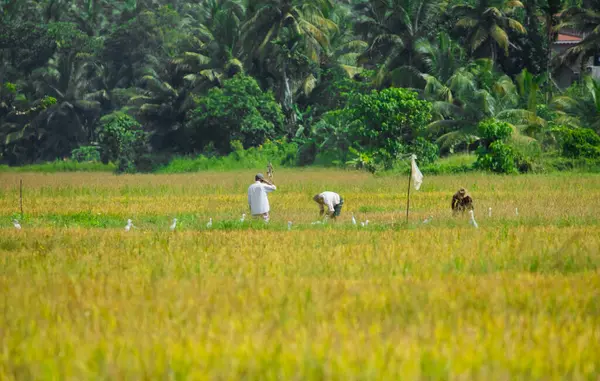 Sri Lanka 'daki pirinç tarlasında tanınmayan birkaç adam çalışıyor.