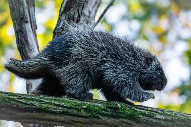 Erethizontidae, Kuzey Amerika kirpisi, ağaçların ve dalların üzerinden tırmanıyor. Kuzey Amerika, ABD ve Kanada 'da yaşıyor..