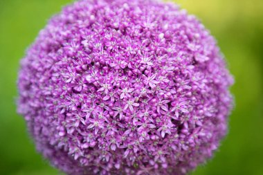 Karışık renkli çiçekler, doğa arka planı. Karışık arkaplanın canlı renkleri. Bahçede büyüyen parlak bir bitki. Yakın plan. Ev Bahçıvanlığı kavramı