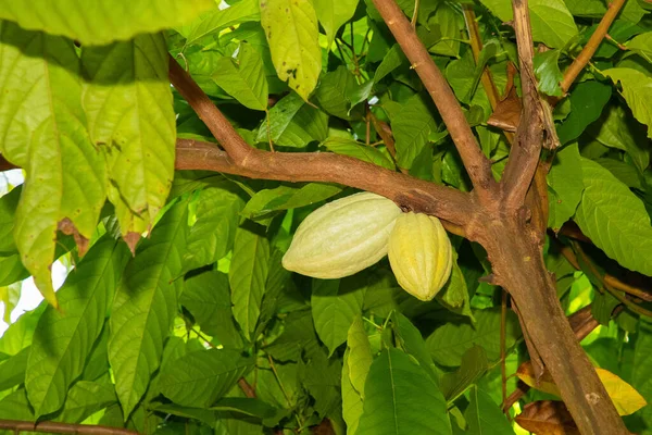 Green Cocoa pods grow on tree close-up. ( Theobroma cacao ) with fruits inn garden in Sri lanka