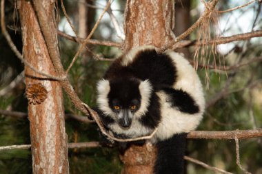 Siyah ve beyaz yakutlu lemur doğal habitatı Madagaskar 'da. Şirin, tüylü, parlak primat yakın plan. Vary varecia variegata, endemik