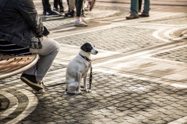 Küçük siyah-beyaz, pürüzsüz saçlı köpek parkta sahibinin ayaklarının yanında oturuyor.
